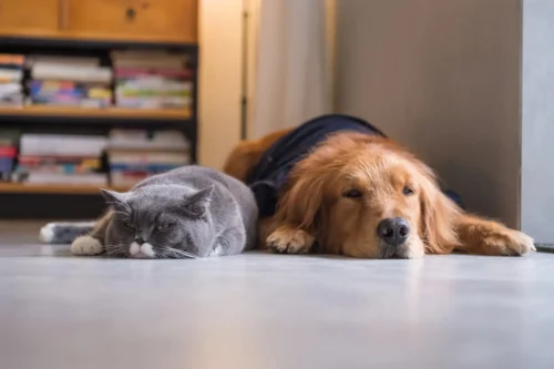 pets and polyaspartic floors- Louisville, KY- Diamond Custom Coatings