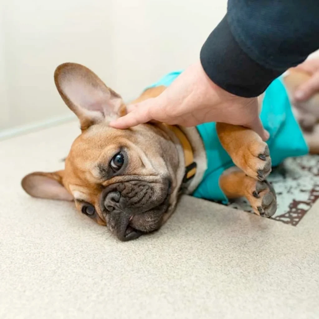 Animal Clinics Animal Clinics - Louisville, KY